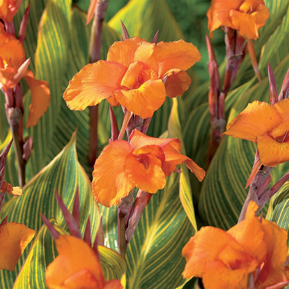 Canna ‘Striata‘
