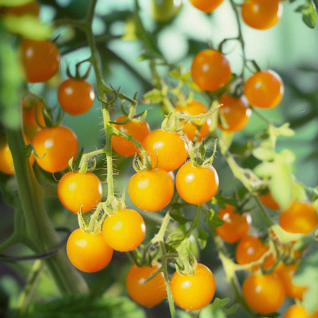 Cherrytomatfrø 'Yellow Clemetine' - 20 Økologiske Frø