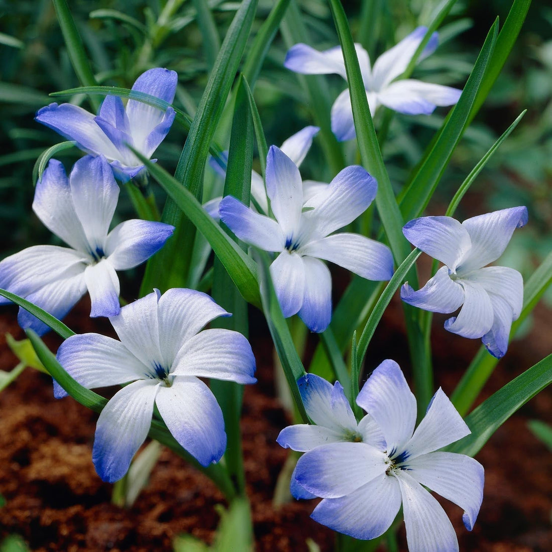 Chilensk krokus, Tecophilaea 'Leichtlinii'