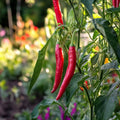 Chili frö 'De cayenne' - 10 Ekologiska Frö