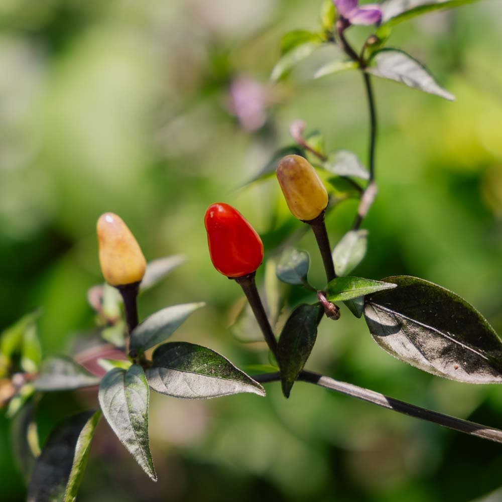 Chili frö 'Lila luzi' - 5 Ekologiska Frön