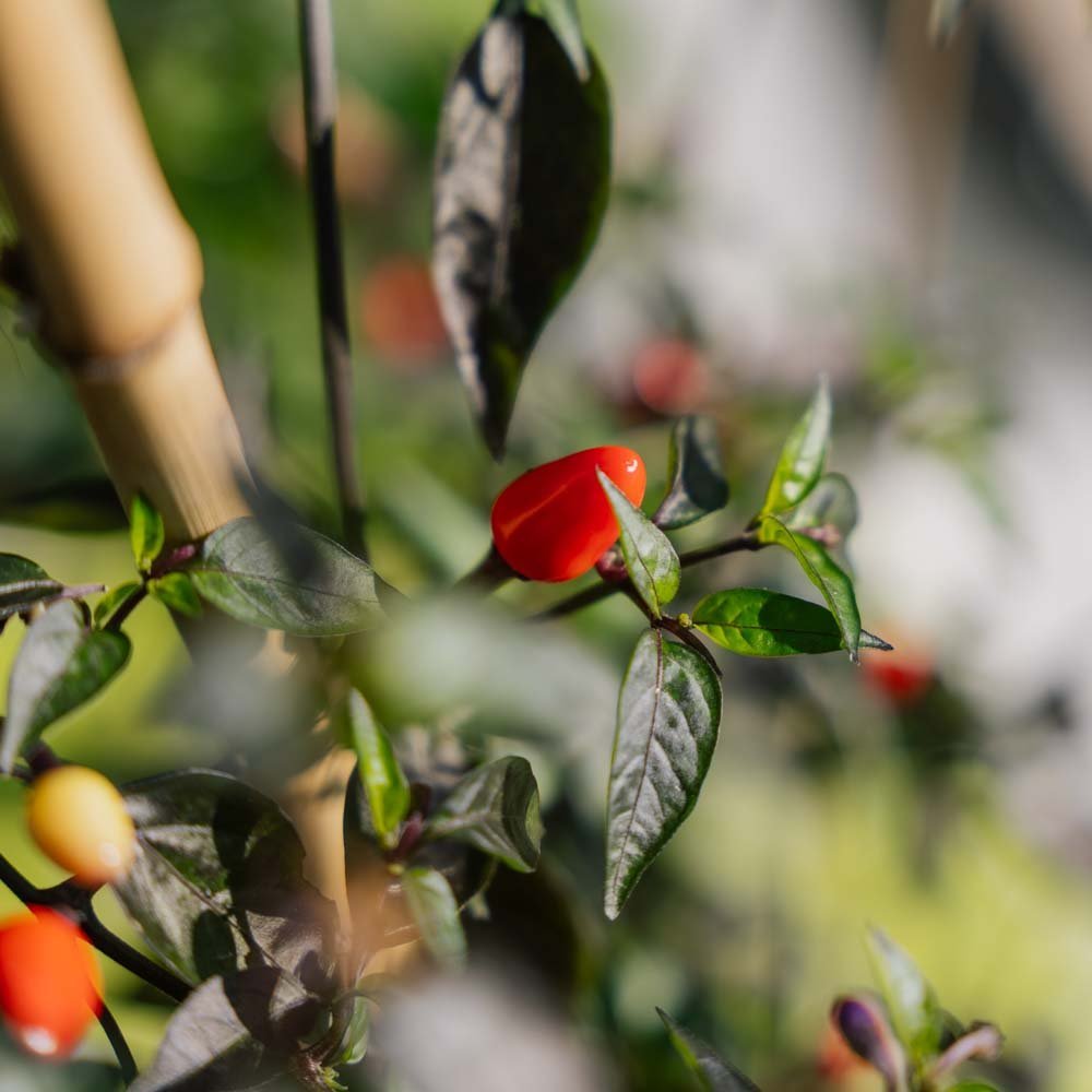 Chili frö 'Lila luzi' - 5 Ekologiska Frön