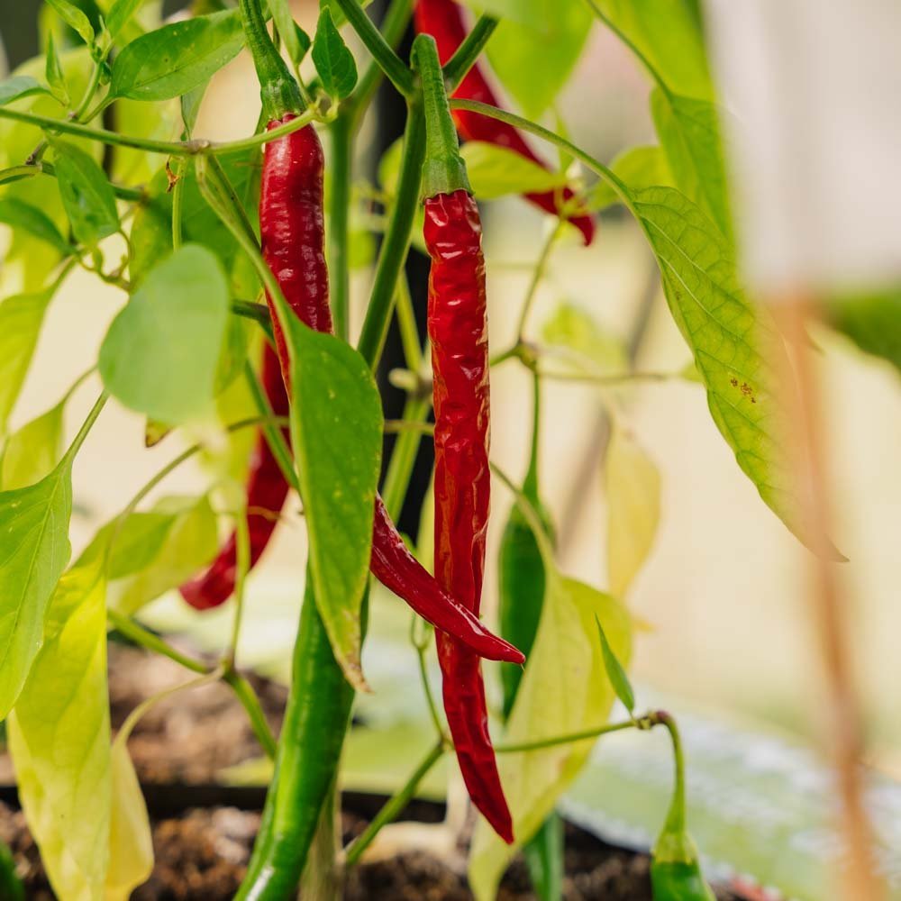 Chili frö 'Westlandse Lange Rode' - 25 Ekologiska Frön