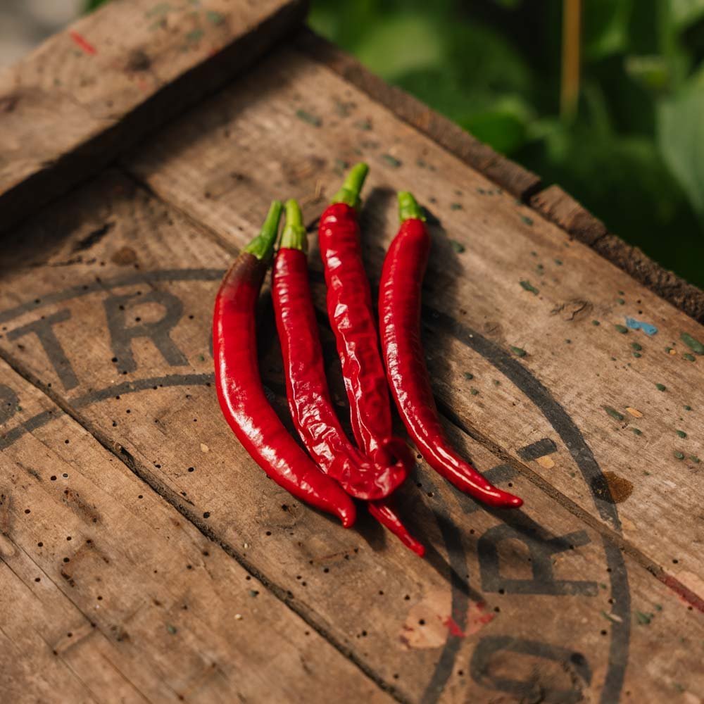 Chili frö 'Westlandse Lange Rode' - 25 Ekologiska Frön
