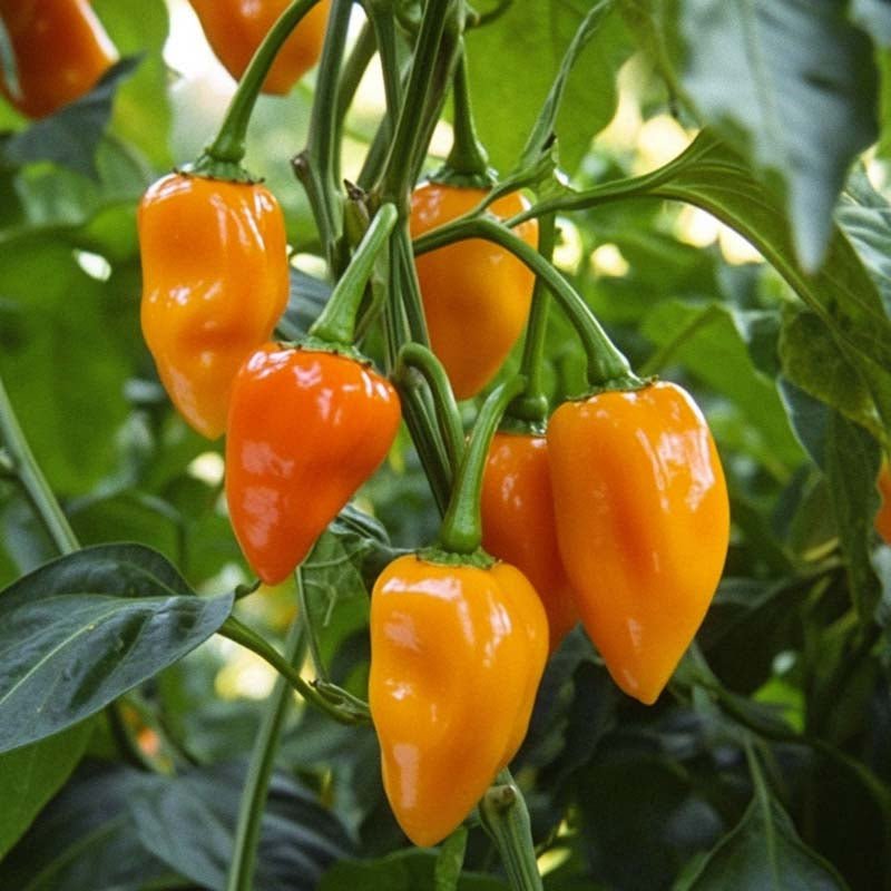 Chilifrø 'Habanero Orange' - 5 Økologiske Frø