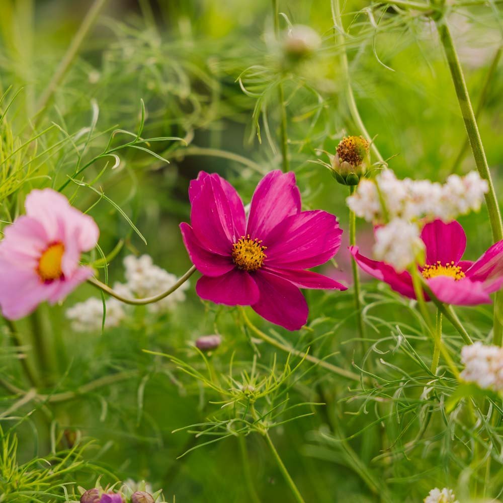 Cosmos frö 'Garden Cosmos' - 80 Ekologiska Frön