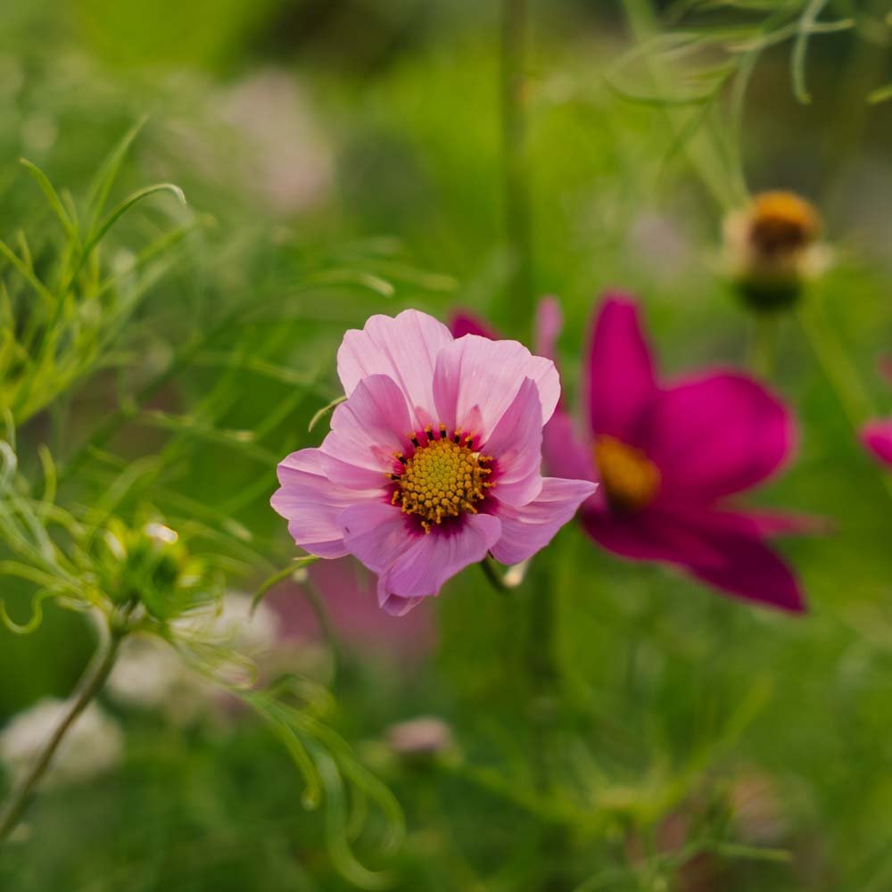 Cosmos frö 'Garden Cosmos' - 80 Ekologiska Frön