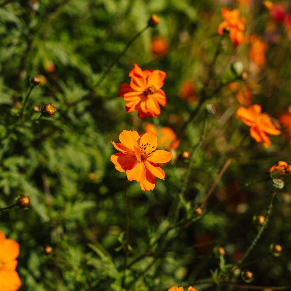 Cosmos frö 'Sulfur Cosmos' - 80 Ekologiska Frön