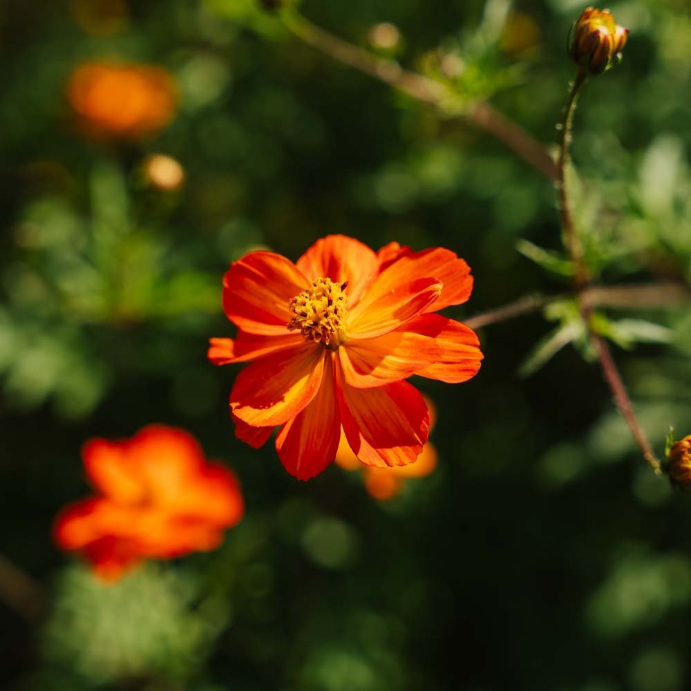 Cosmos frö 'Sulfur Cosmos' - 80 Ekologiska Frön