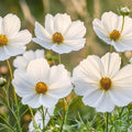 Cosmos frö 'White Cosmos' - 80 Ekologiska Frön