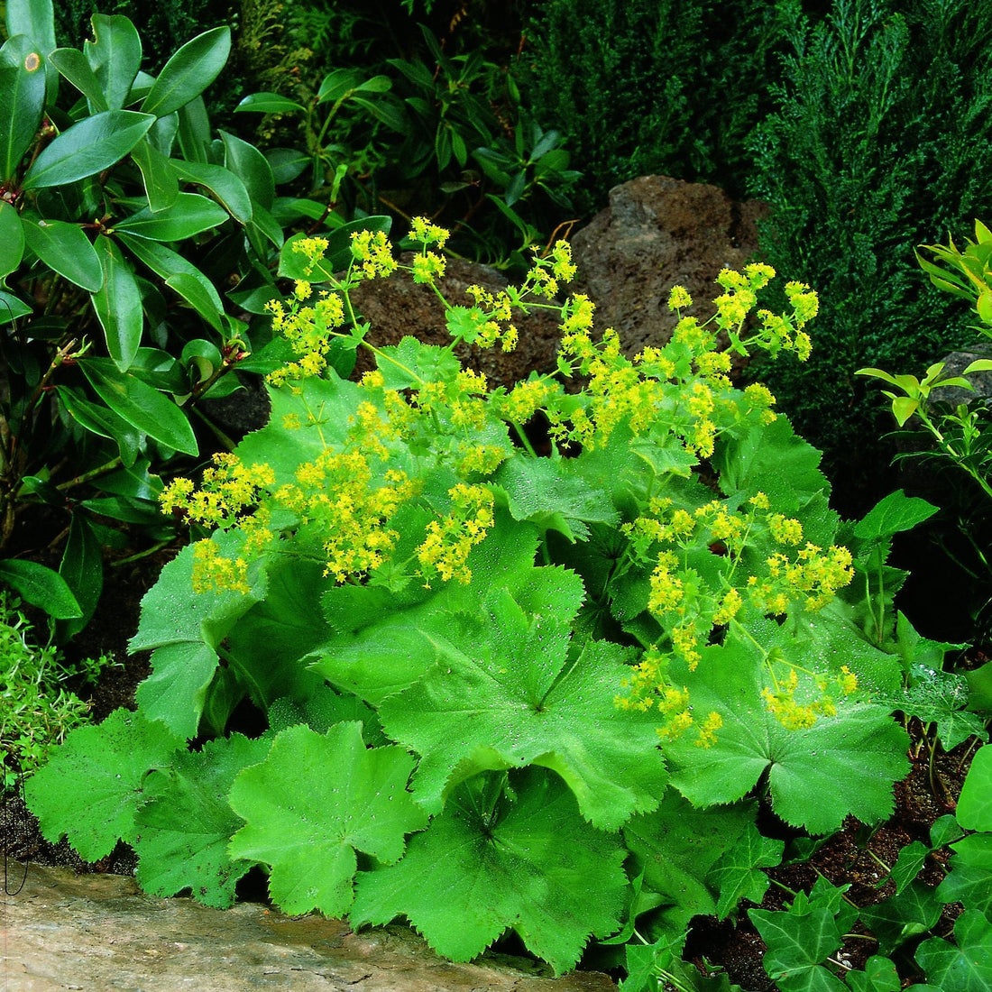 Daggkåpa, Alchemilla 'Robustica'