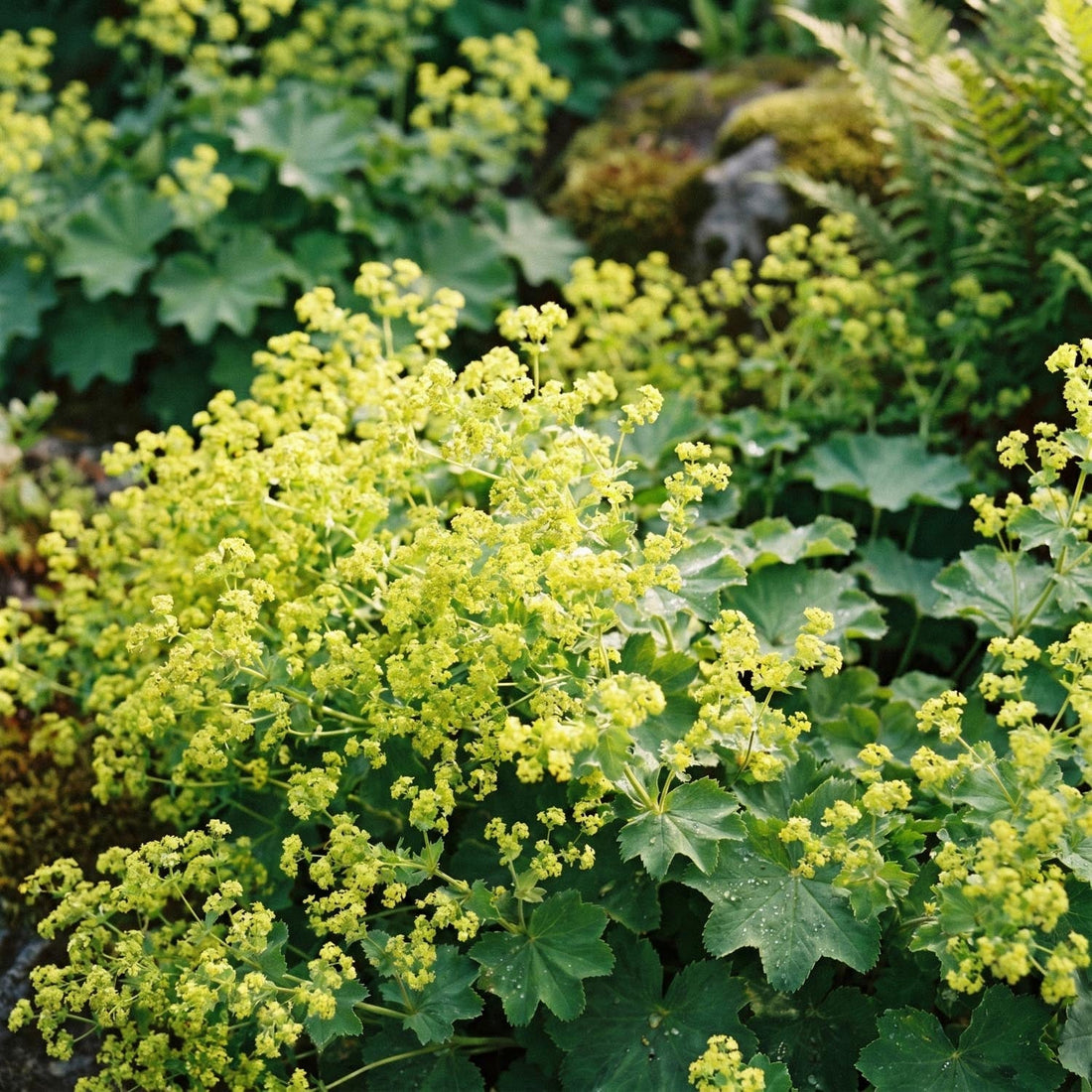 Daggkåpa, Alchemilla 'Robustica'