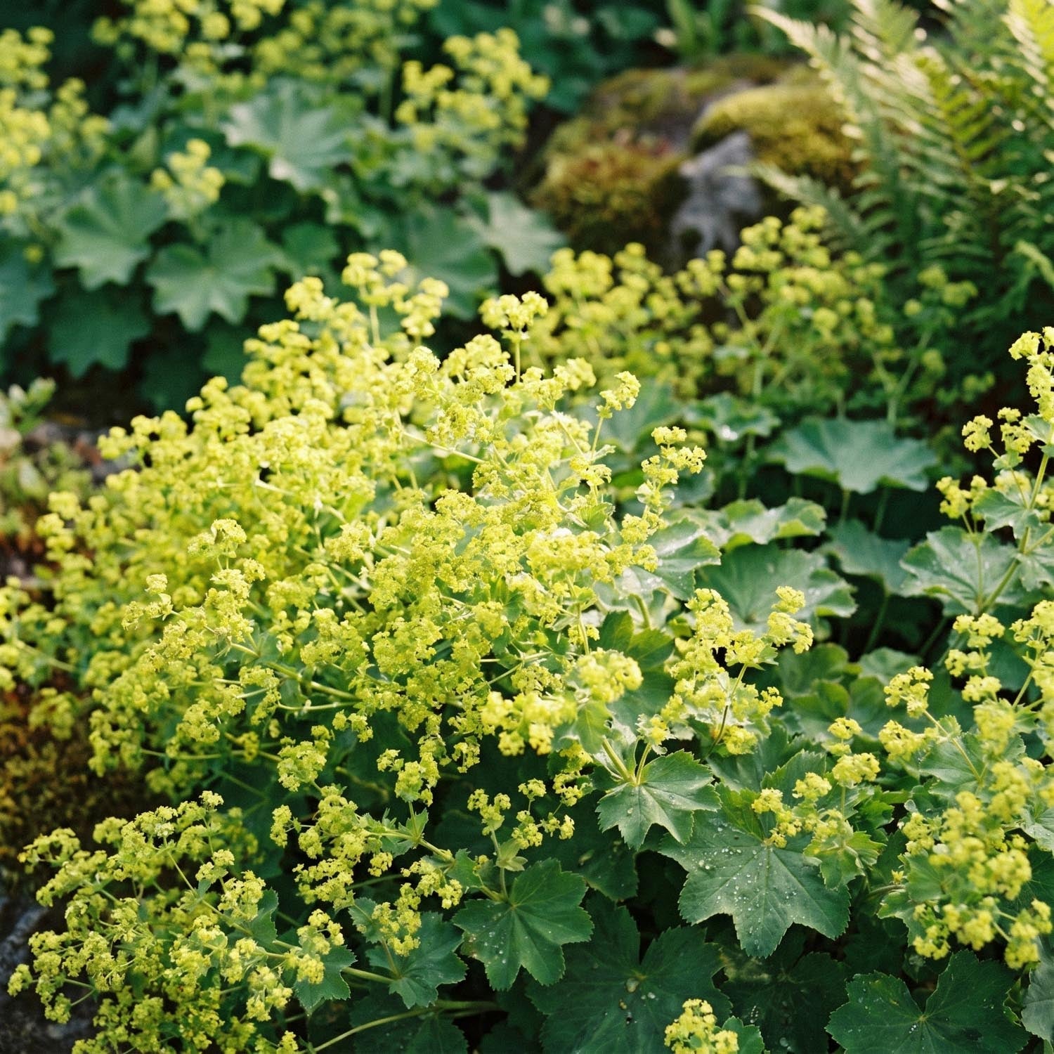 Daggkåpa, Alchemilla 'Robustica'