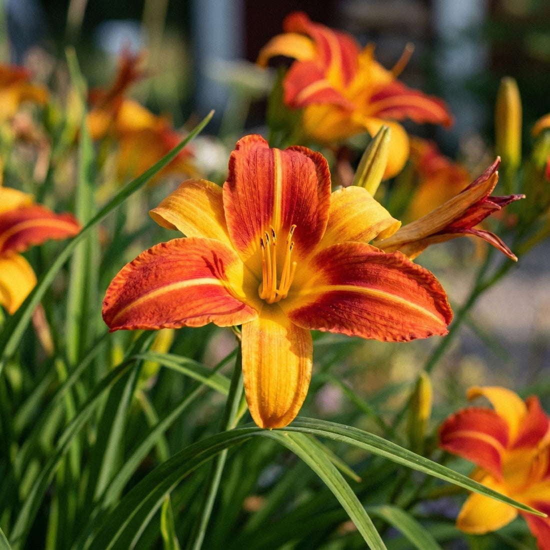 Daglilja, Hemerocallis 'Frans Hals'