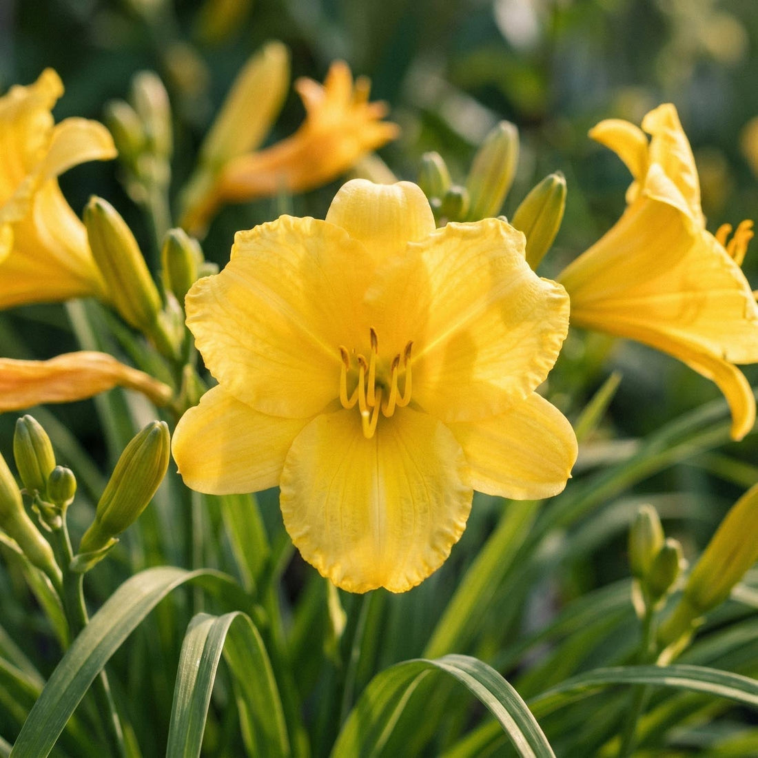 Daglilja, Hemerocallis 'Stella de Oro'