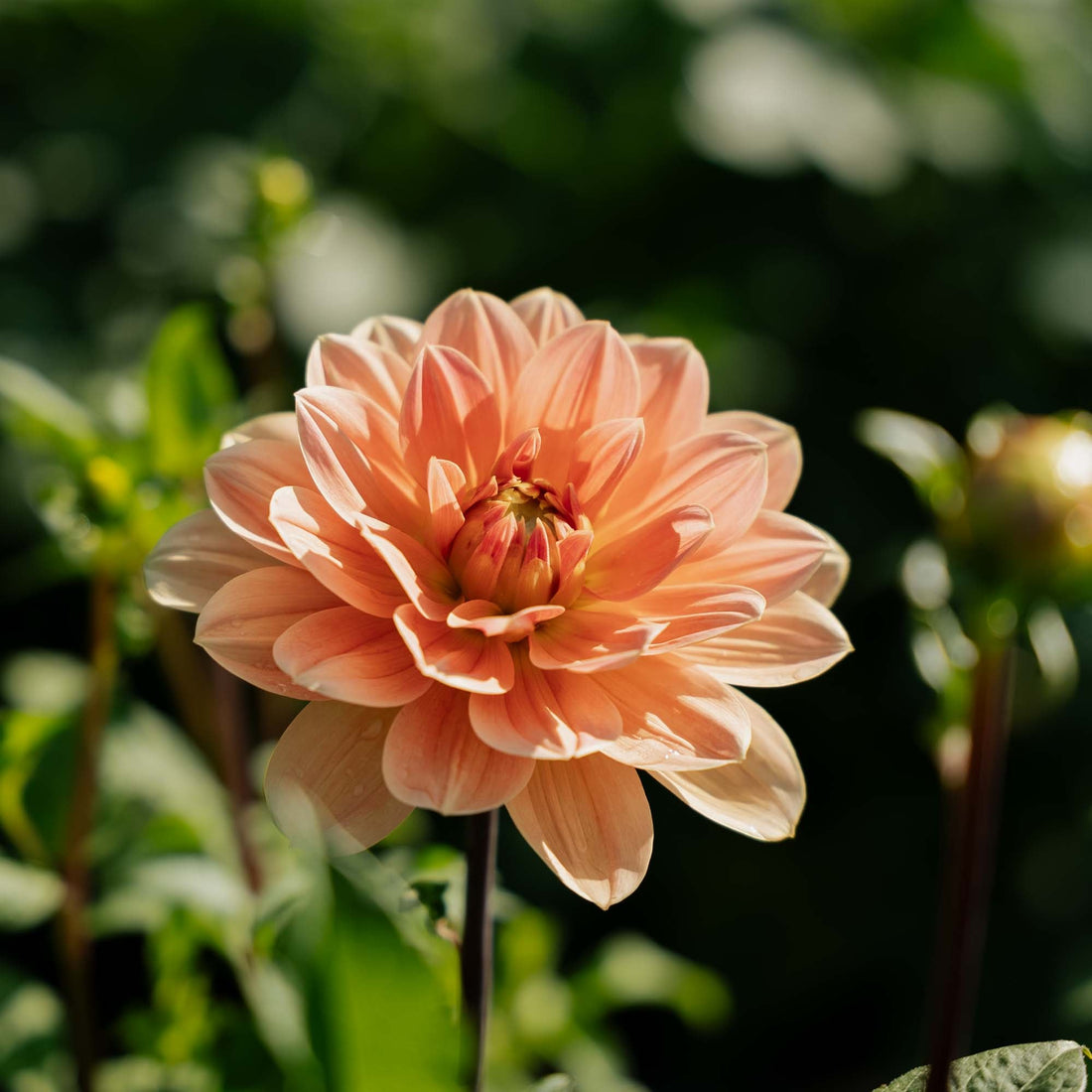 Dahlia 'Apricot Desire'