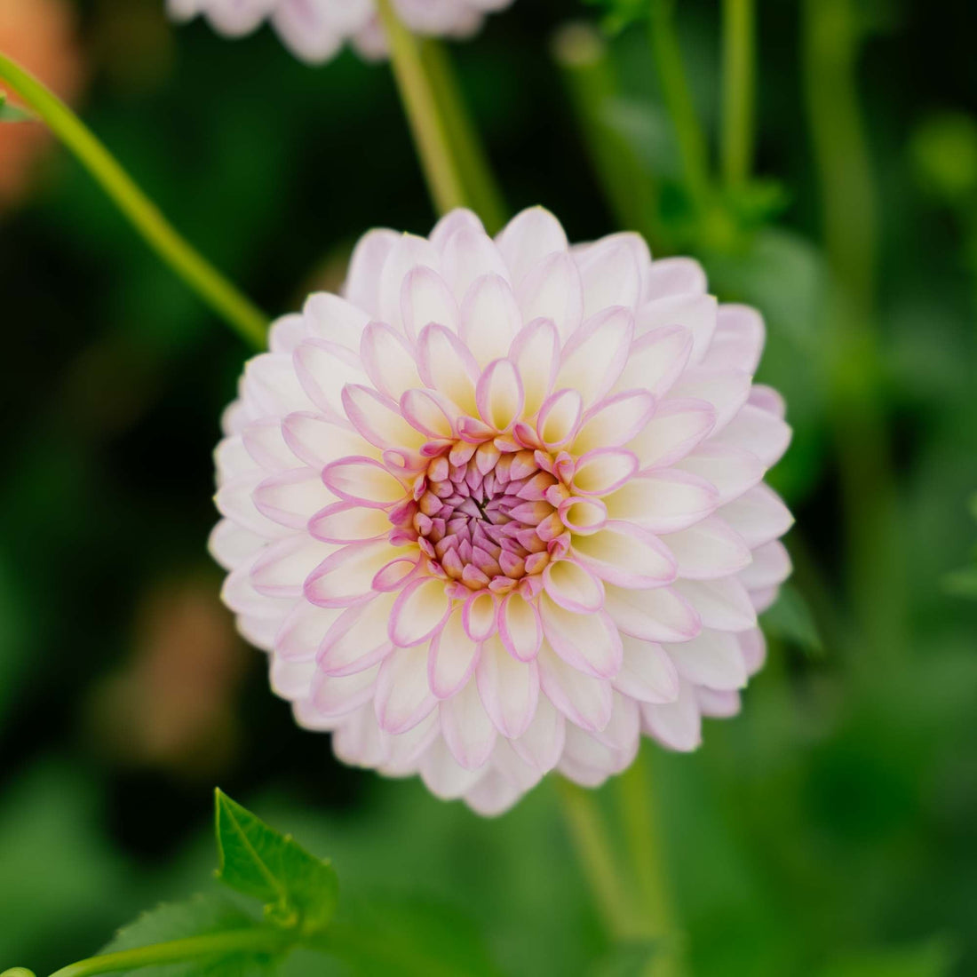 Dahlia 'Arbatax'