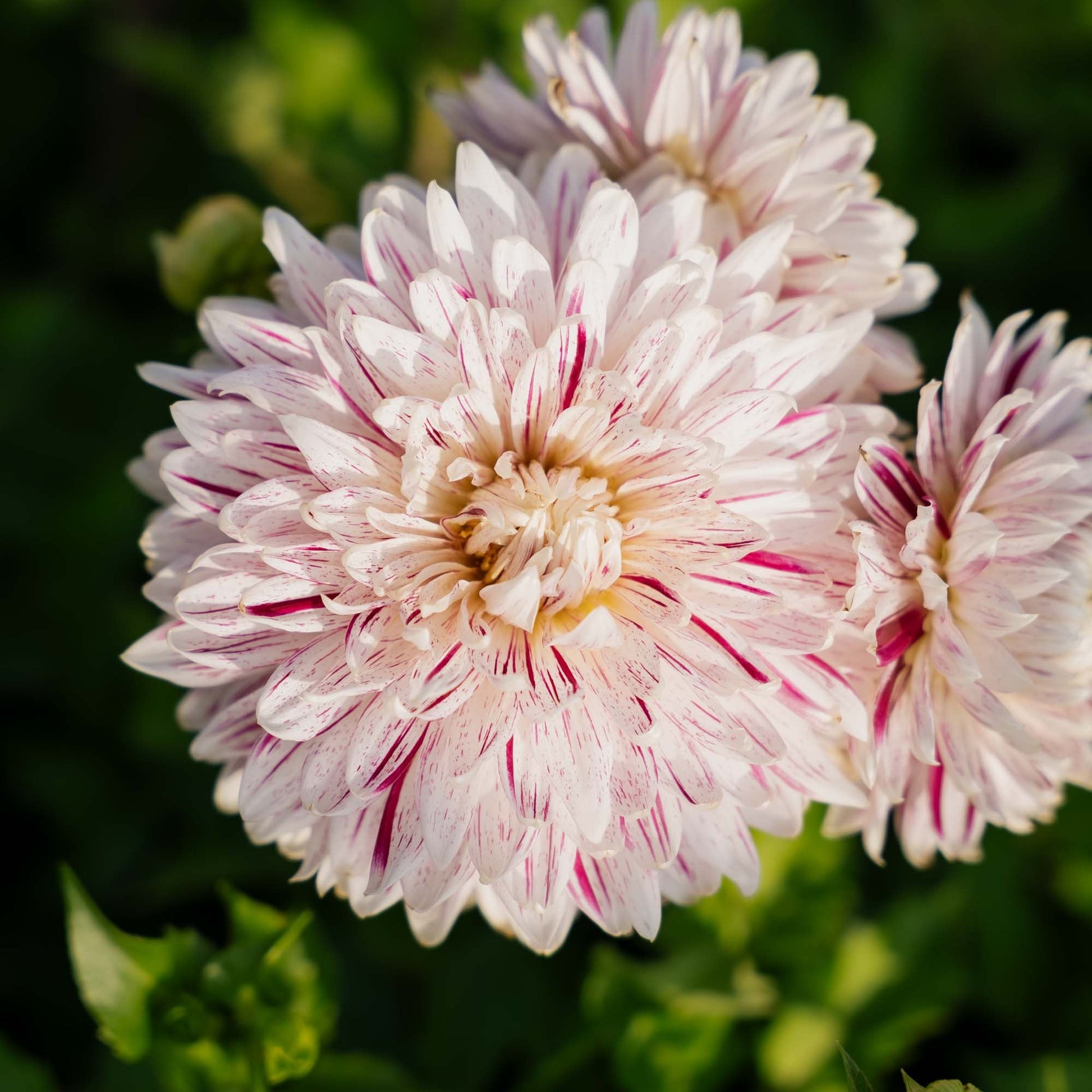 Dahlia 'Avignon'