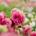 Dahlia 'Bacardi'