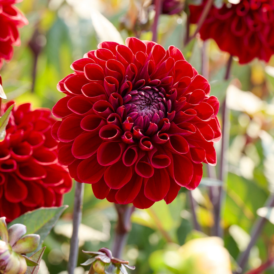 Dahlia 'Baccara'