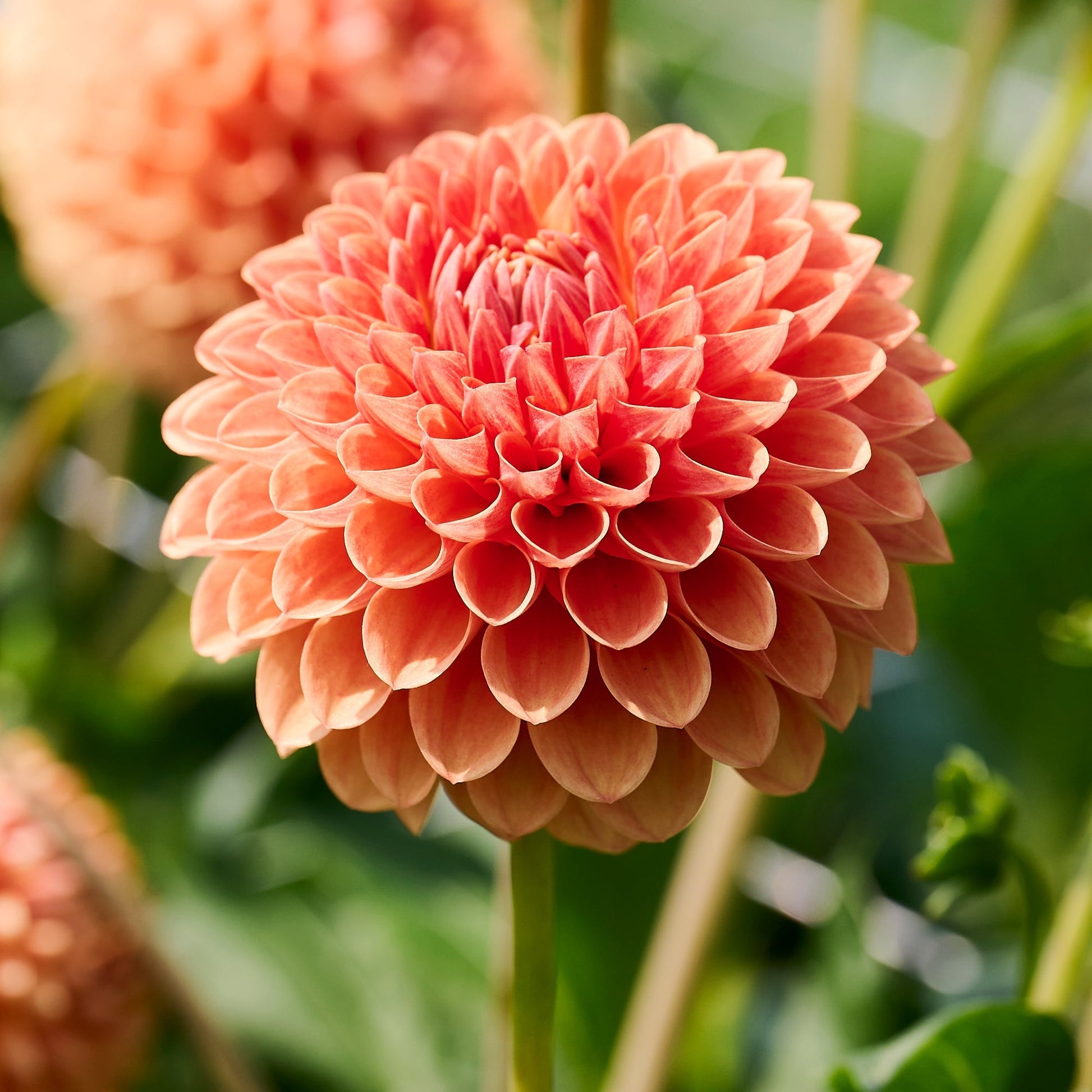 Dahlia 'Beatrice'