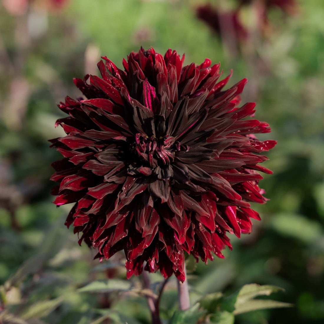 Dahlia 'Black Jack'