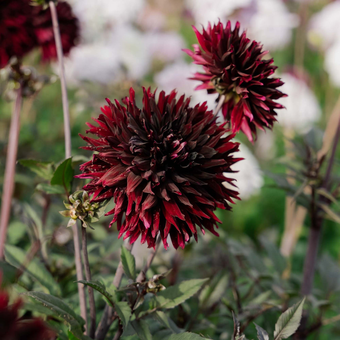 Dahlia 'Black Jack'