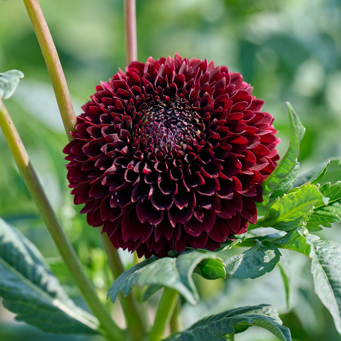 Dahlia 'Black Pierre'