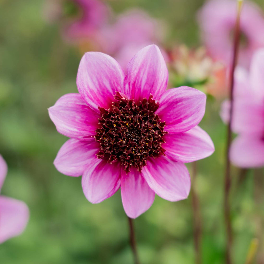 Dahlia 'Blue Bayou'