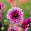 Dahlia 'Blue Bell'