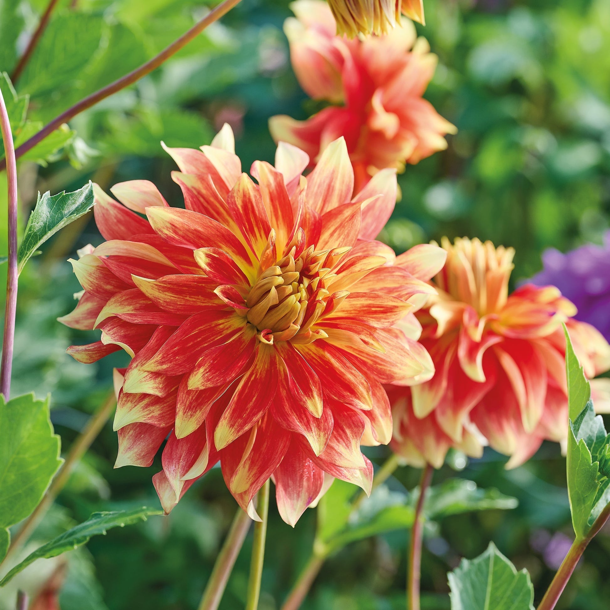 Dahlia 'Bodacious'