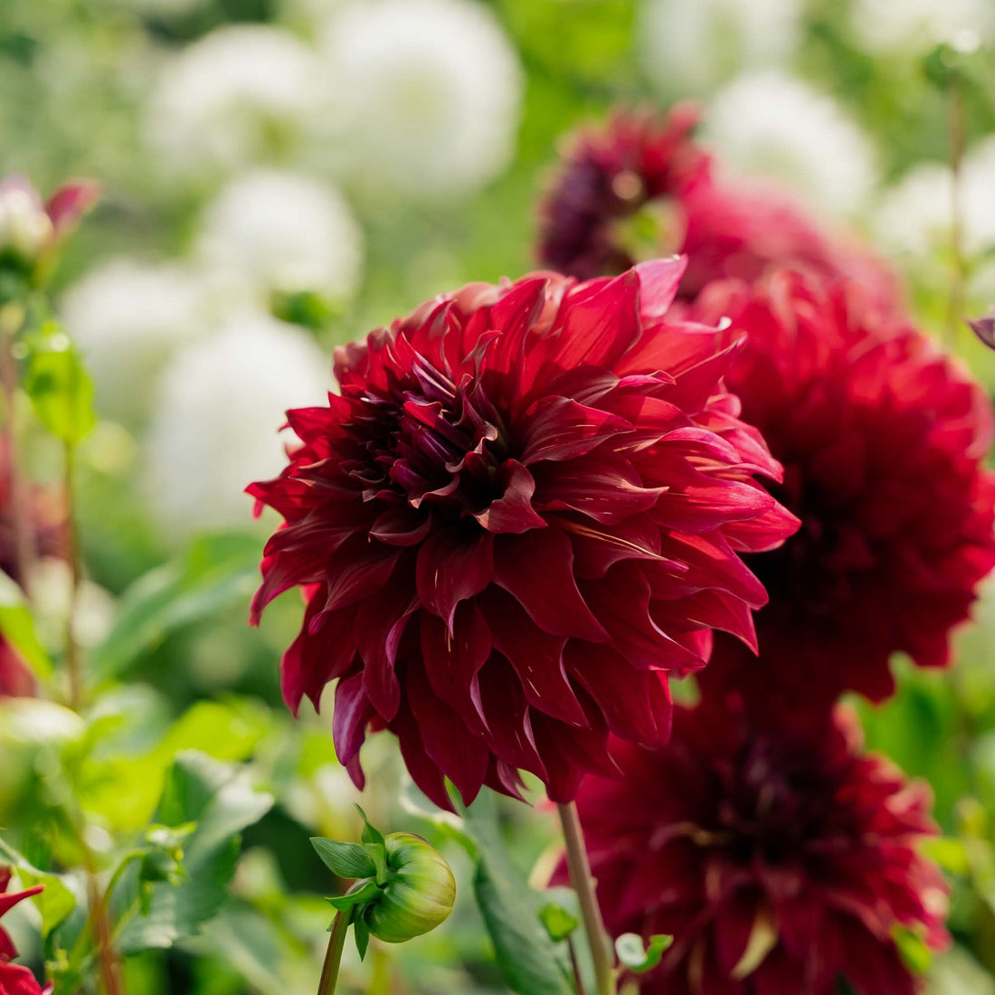 Dahlia 'Bohemian Spartacus'