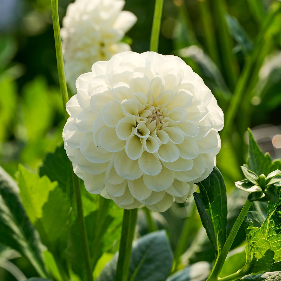 Dahlia 'Boom Boom White'