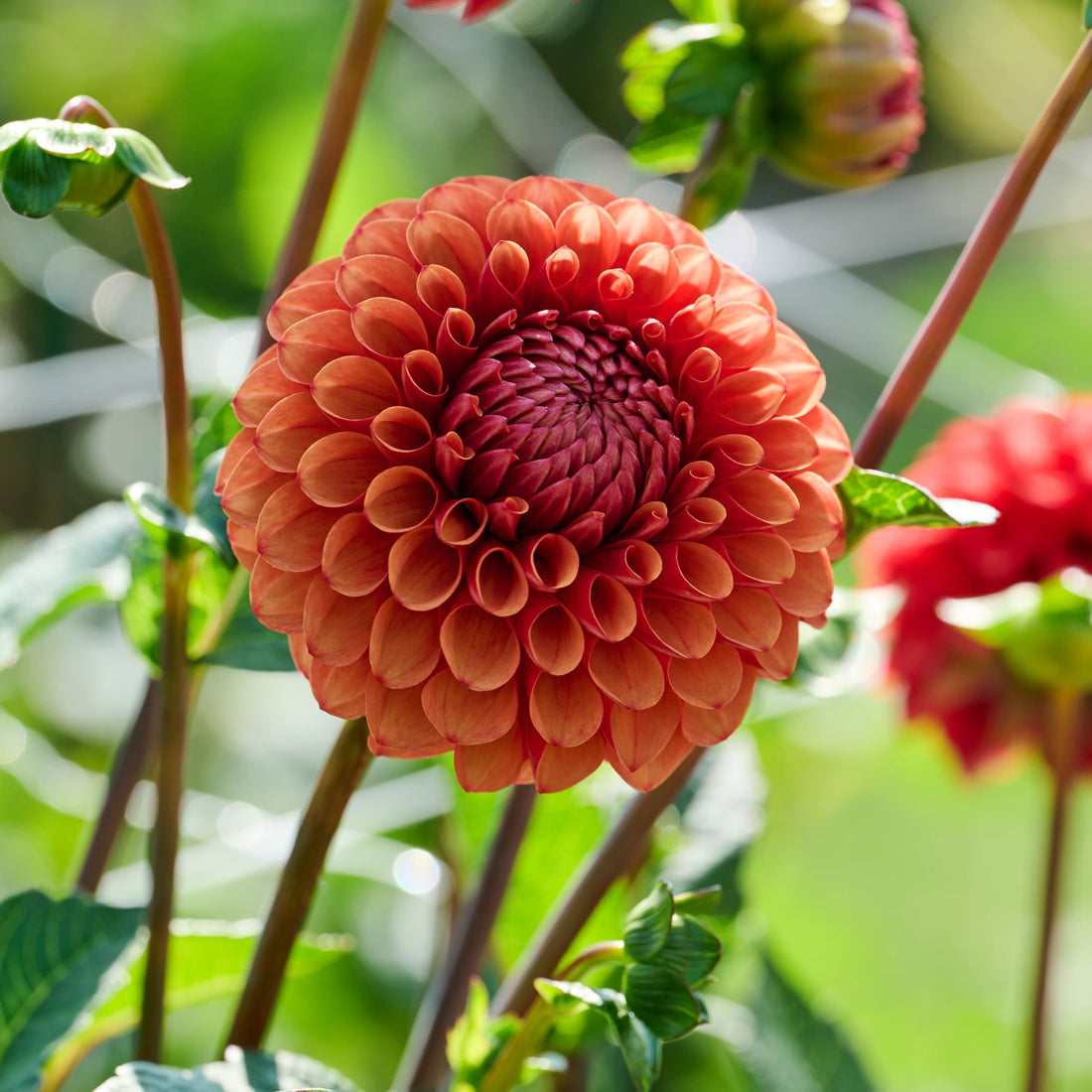 Dahlia 'Brown Sugar'