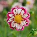 Dahlia 'Bumble Rumble'