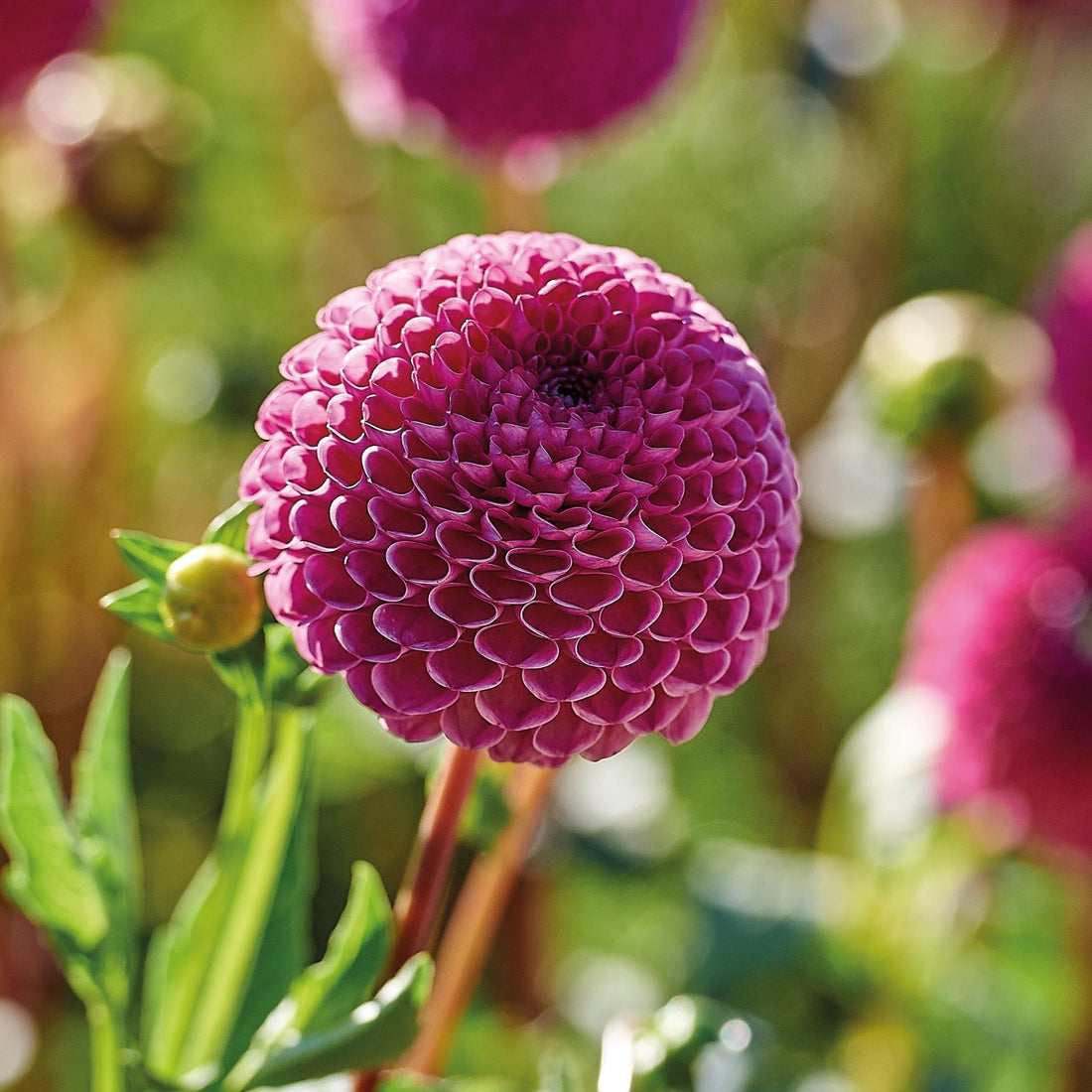 Dahlia 'Burlesca'