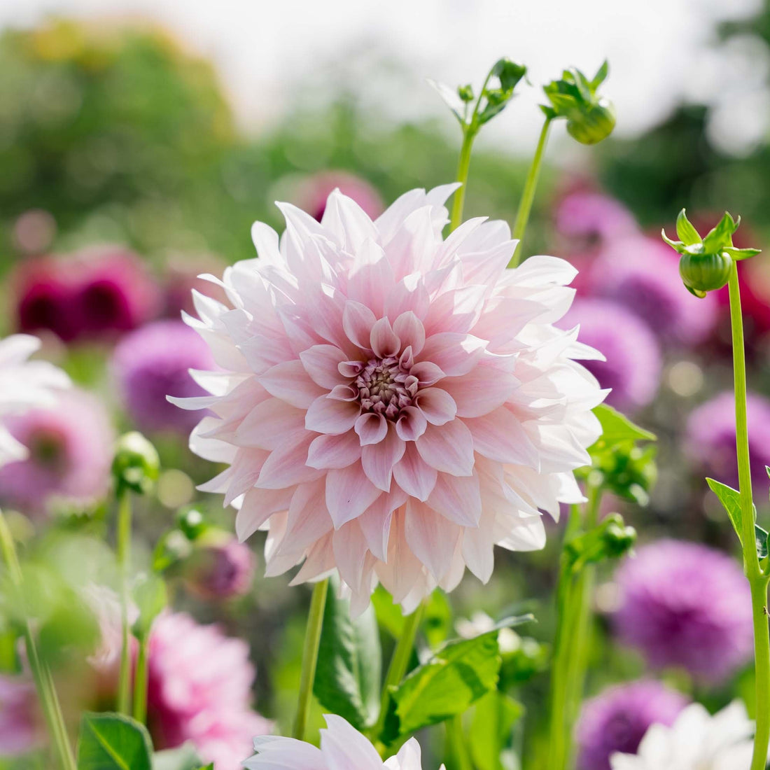 Dahlia 'Cafe au Lait'