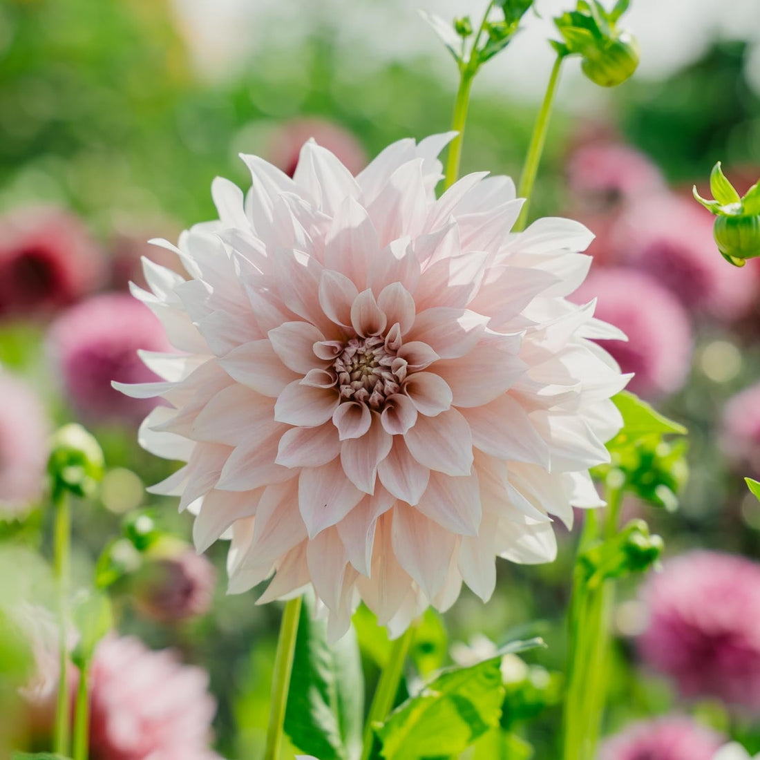 Dahlia 'Cafe au Lait'