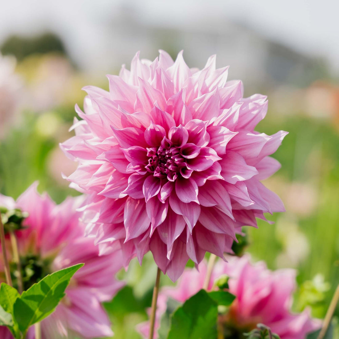 Dahlia 'Cafe au Lait Rose'