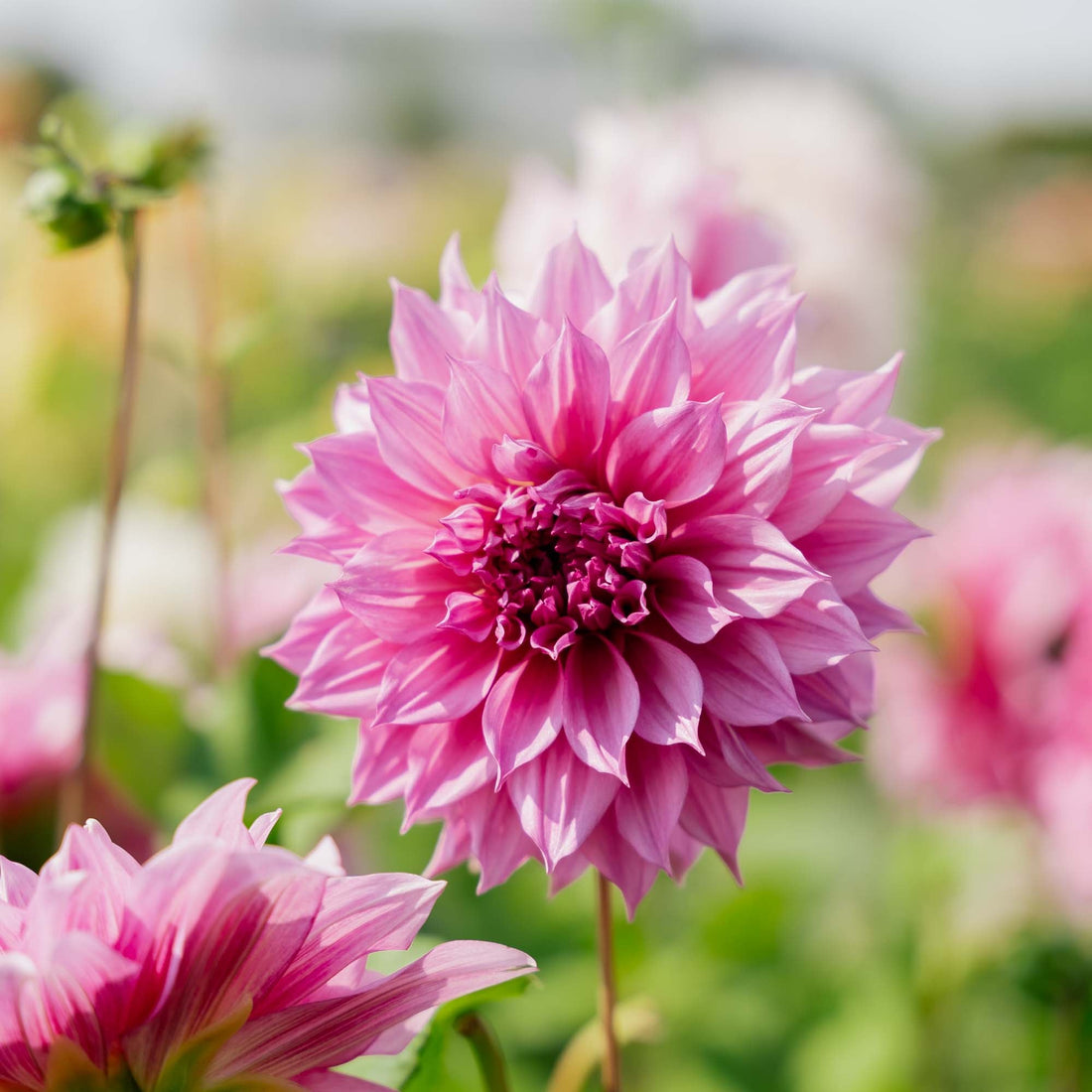 Dahlia 'Cafe au Lait Rose'