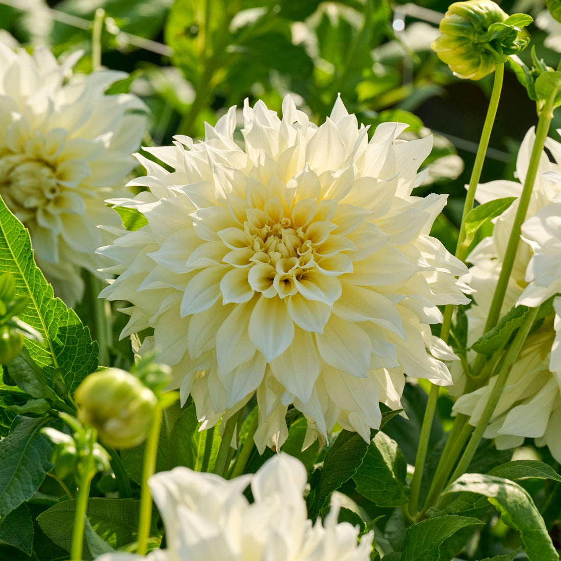 Dahlia 'Cafe au Lait Suprême'