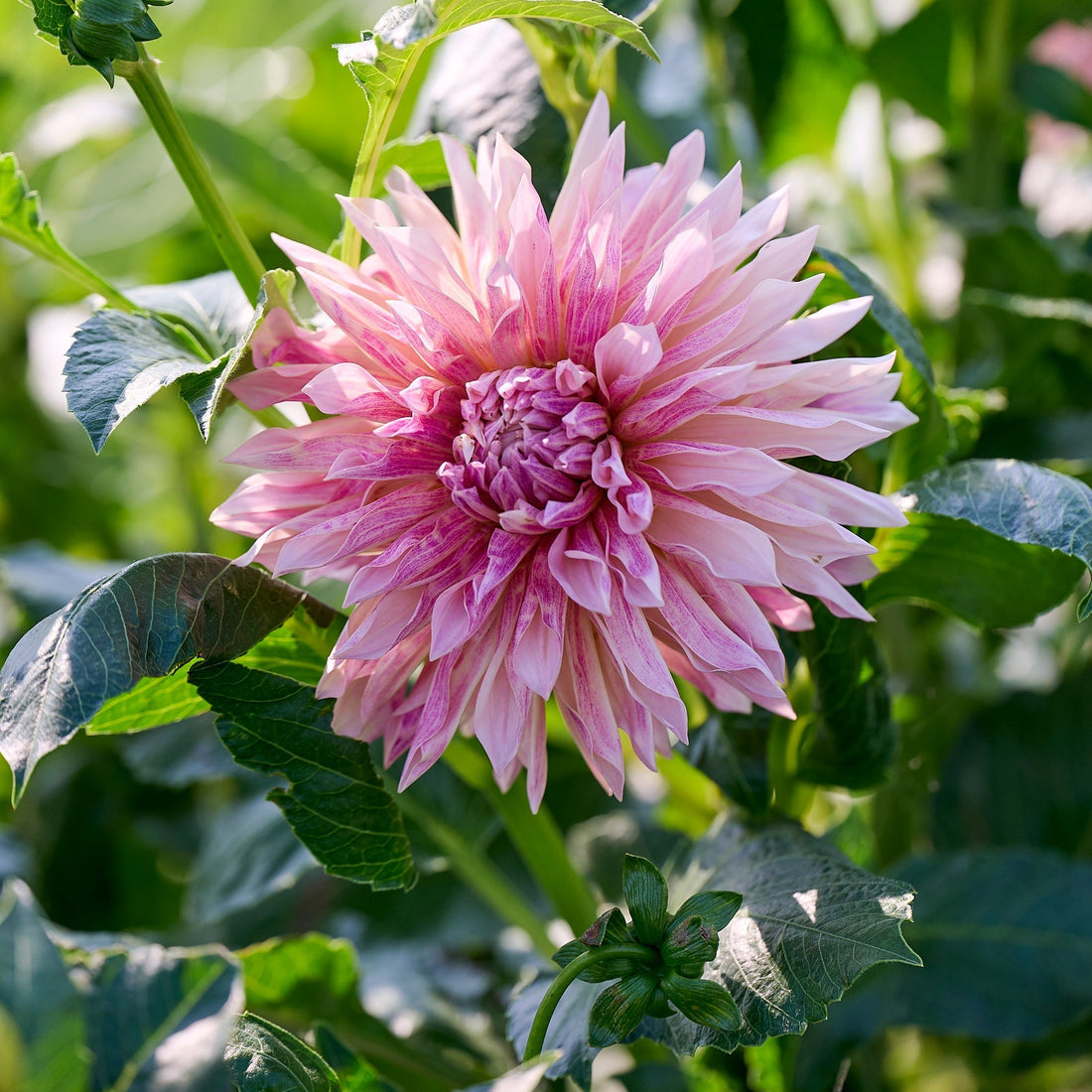 Dahlia 'Cafe de Paris'