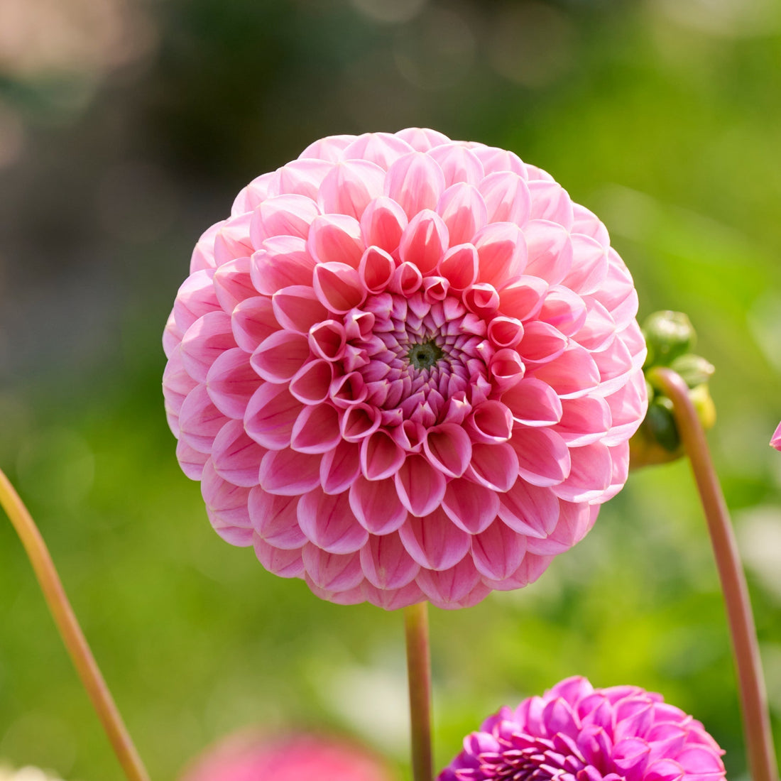 Dahlia 'Caitlin's Joy'