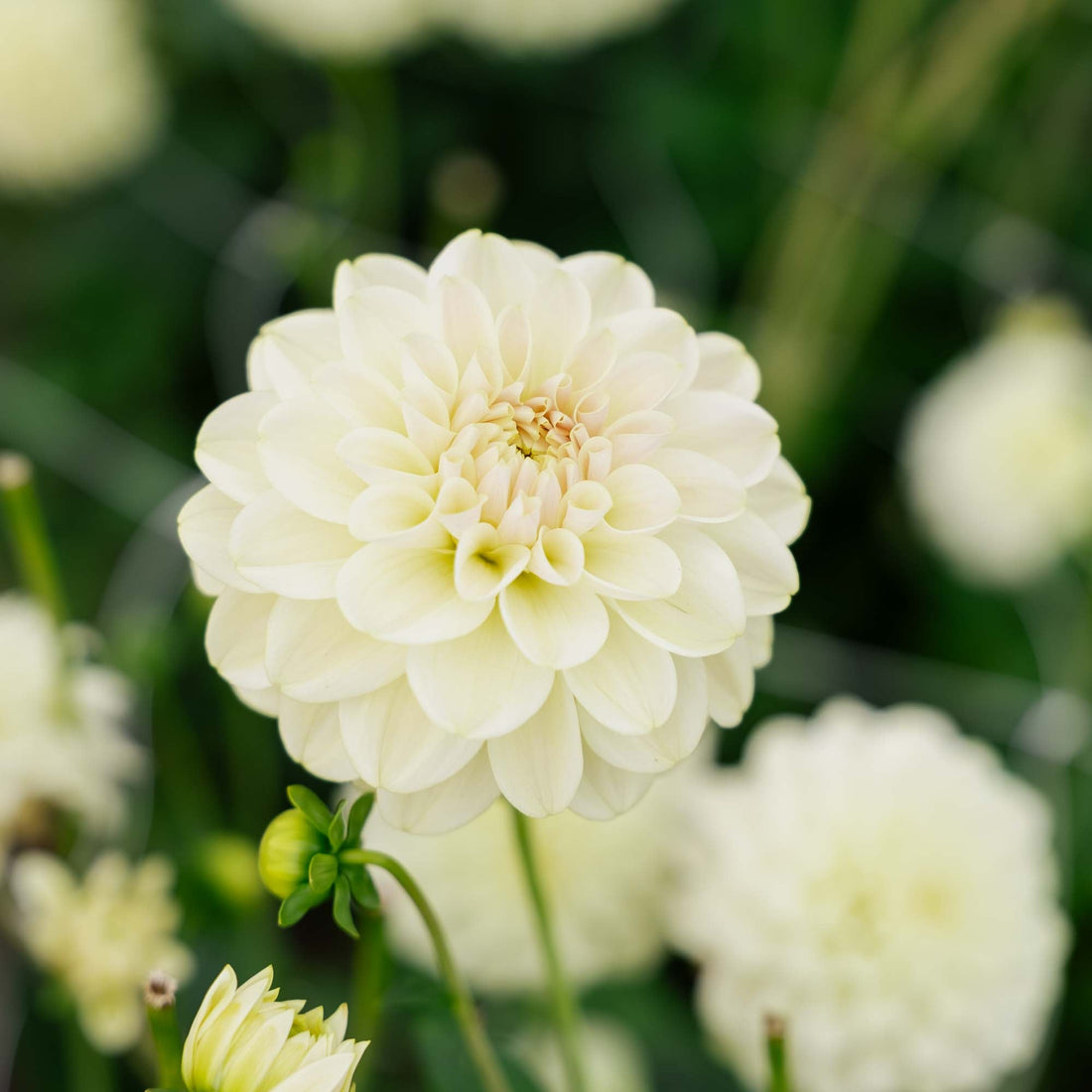 Dahlia 'Caramel Antique'