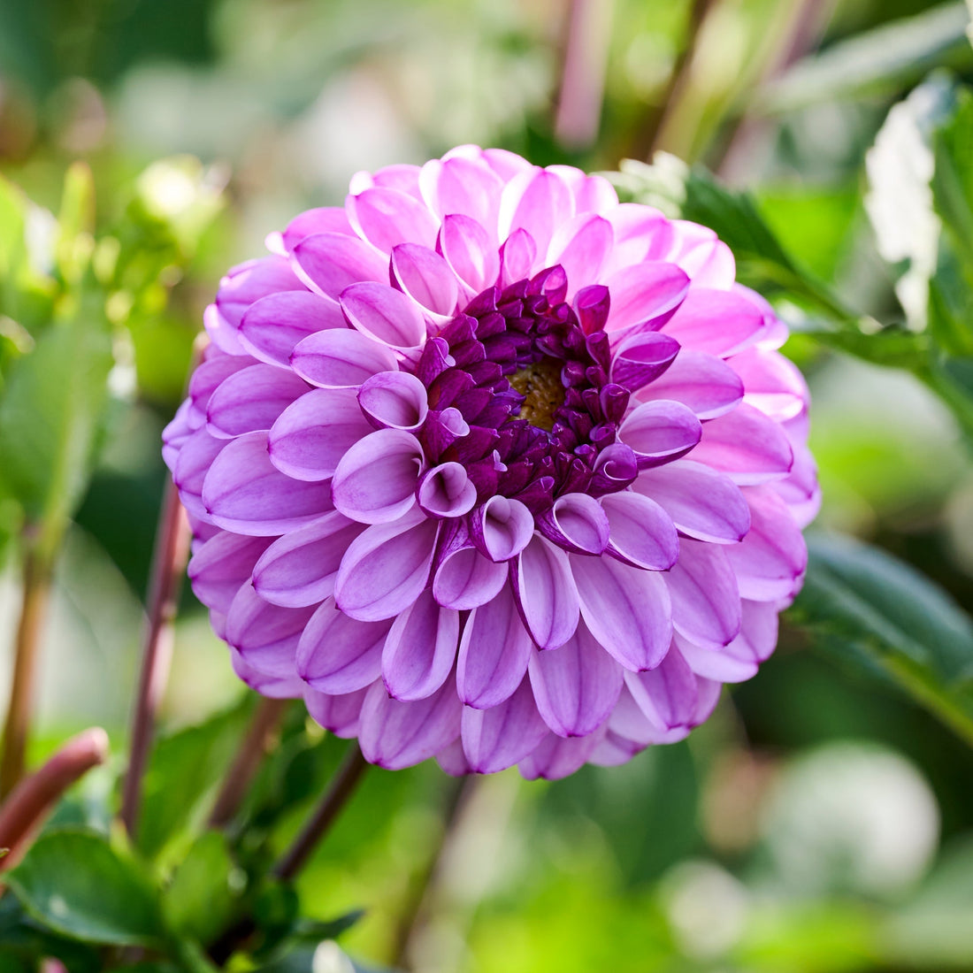 Dahlia 'Columbus'