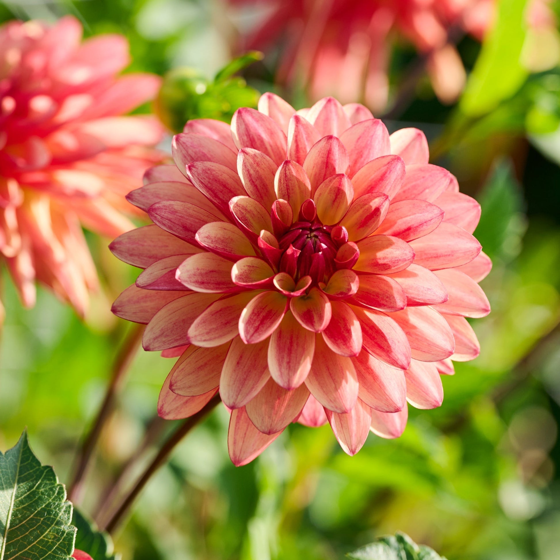 Dahlia 'Crazy Legs'