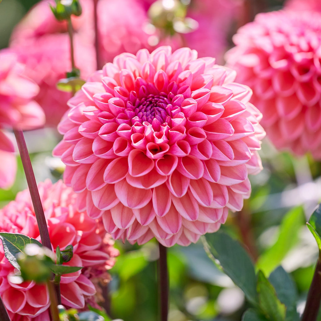 Dahlia 'Daisy Duke'