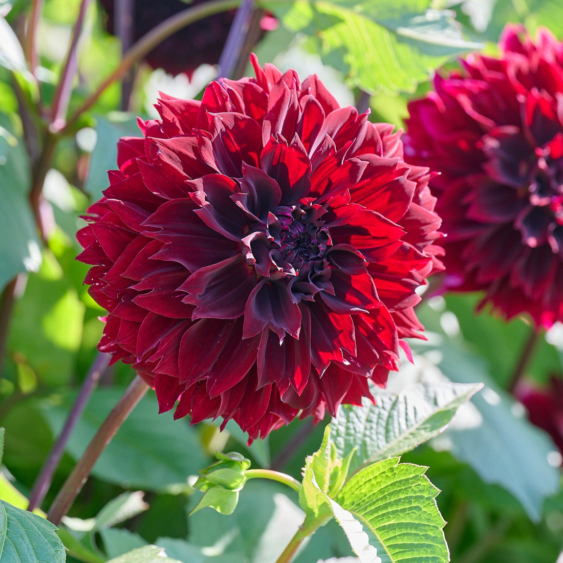 Dahlia 'Dark Fubuki'