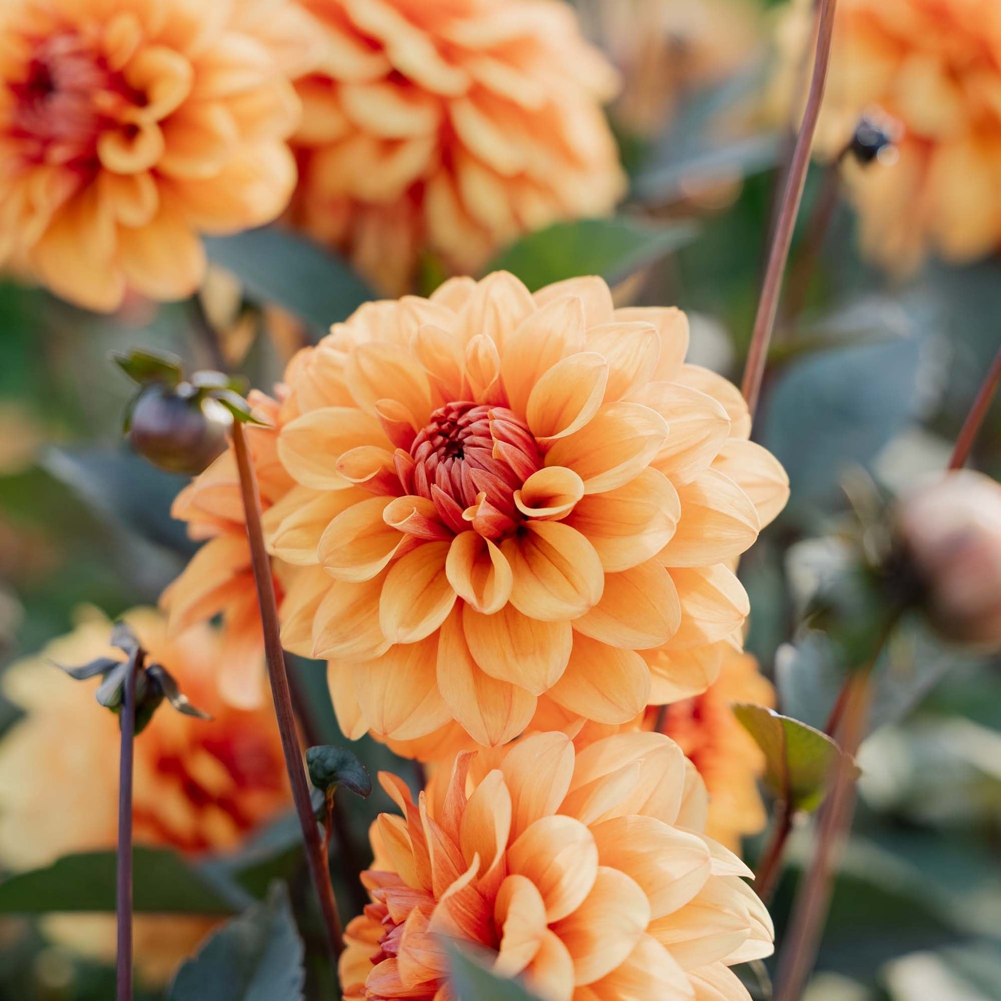 Dahlia 'David Howard'