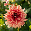 Dahlia 'Dazzling Magic'